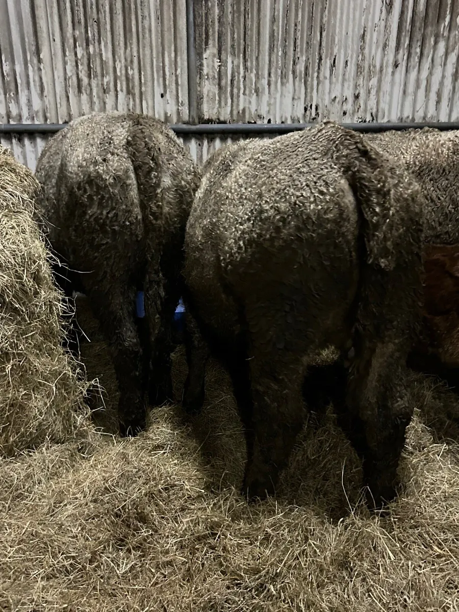 3 Charlaois heifers 340kg - Image 3