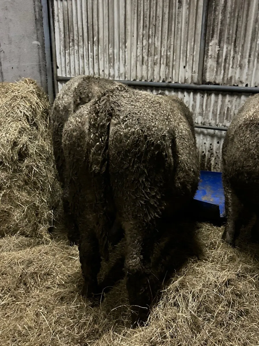 3 Charlaois heifers 340kg - Image 4