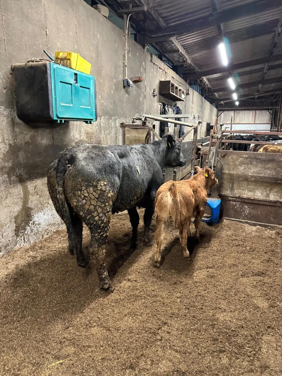 Lim heifer with show heifer calve - Image 2