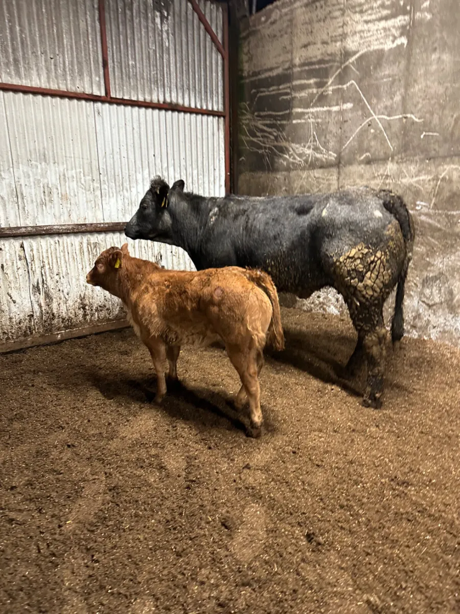 Lim heifer with show heifer calve - Image 4