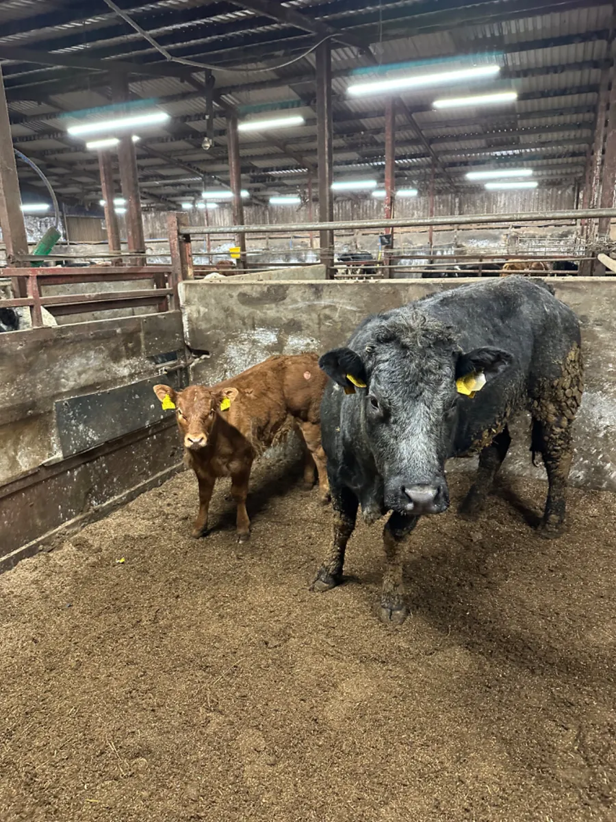 Lim heifer with show heifer calve - Image 1