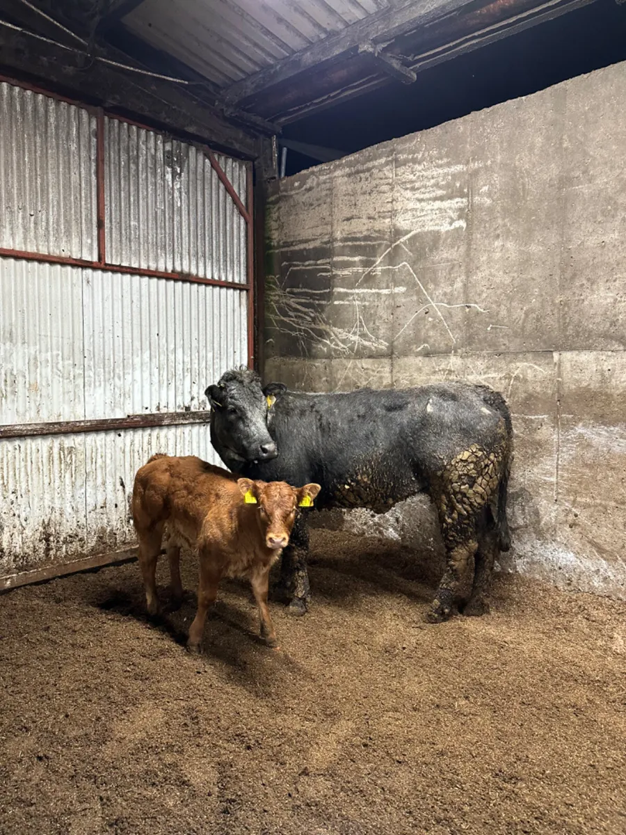 Lim heifer with show heifer calve - Image 3