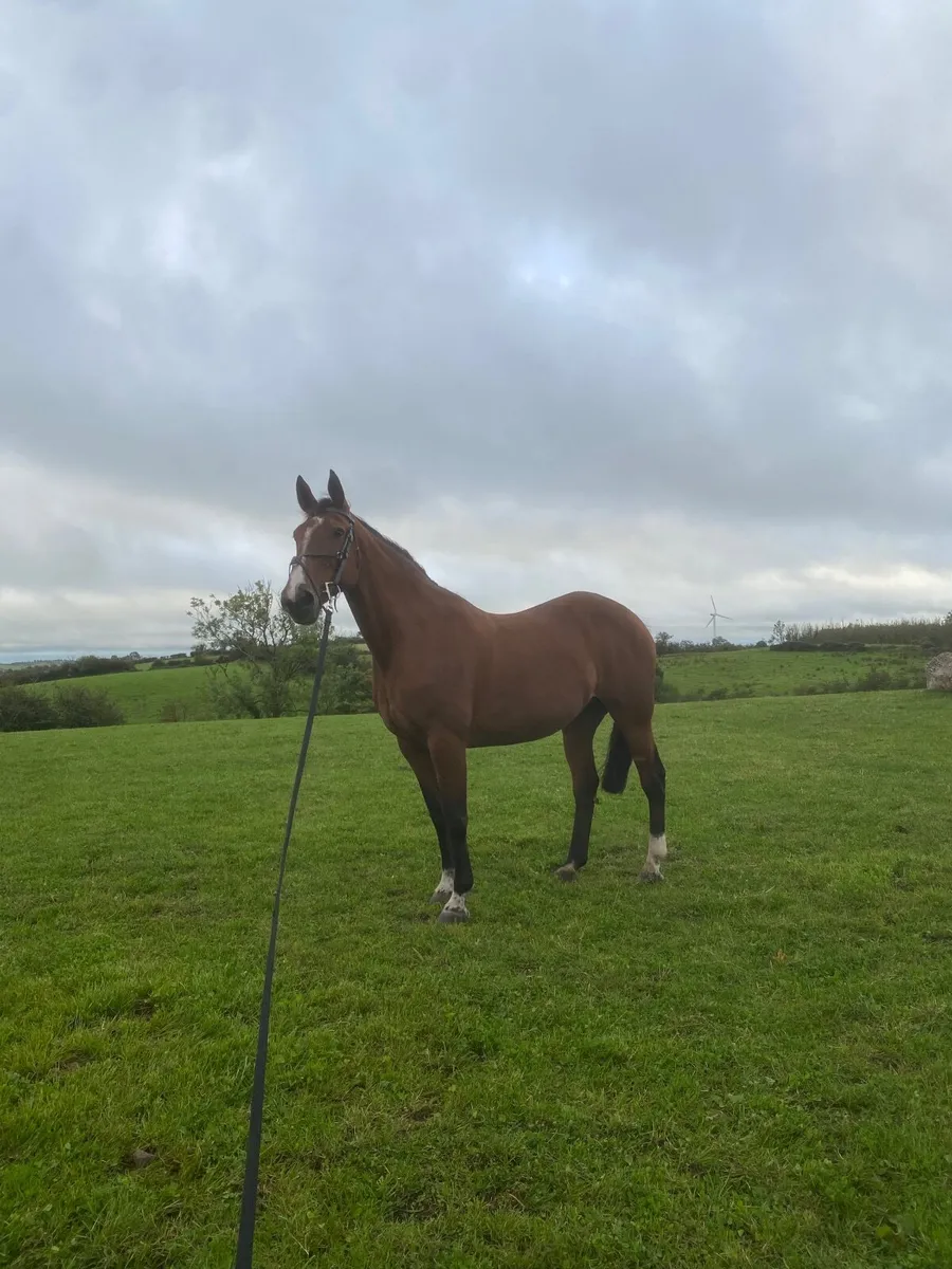 Hunting horse/ happy hacker - Image 1