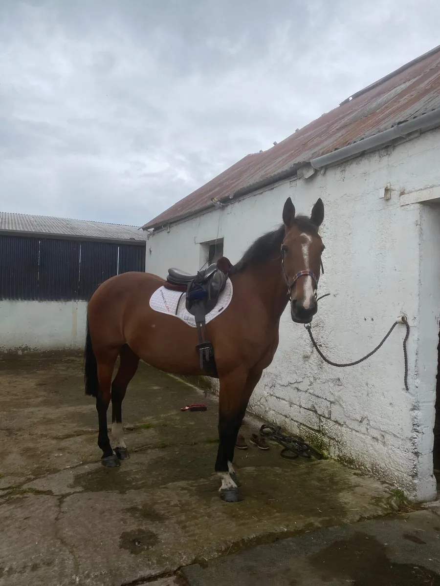 Hunting horse/ happy hacker - Image 2