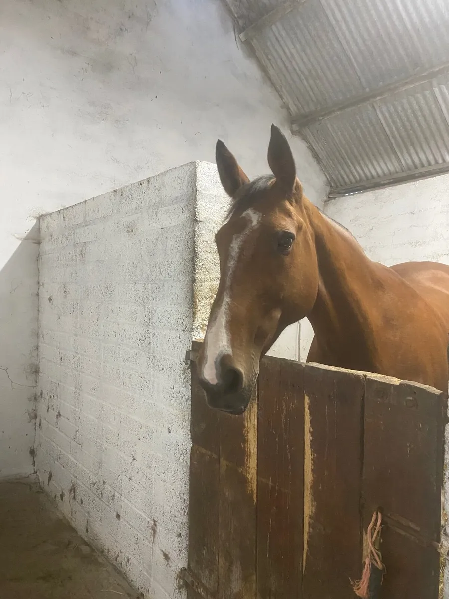 Hunting horse/ happy hacker - Image 3