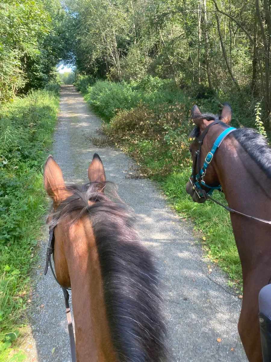 Hunting horse/ happy hacker - Image 4