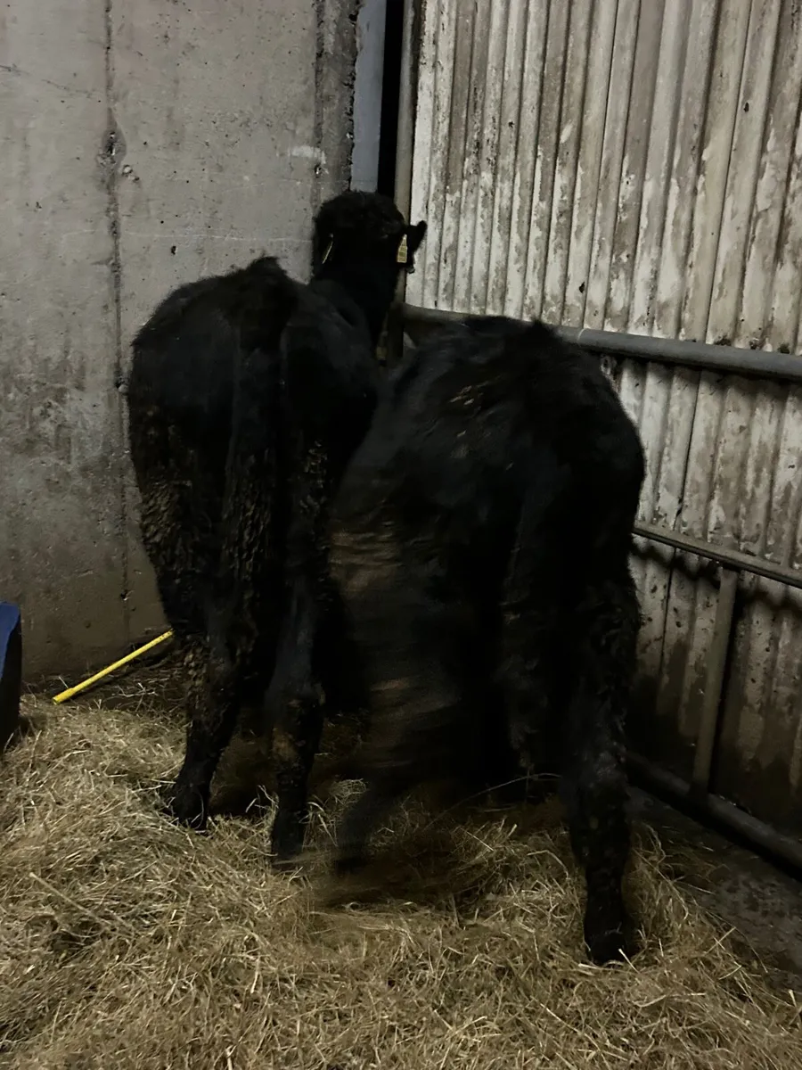 2 Suckler Angus bulls - Image 1