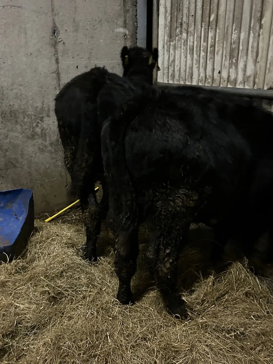2 Suckler Angus bulls - Image 2