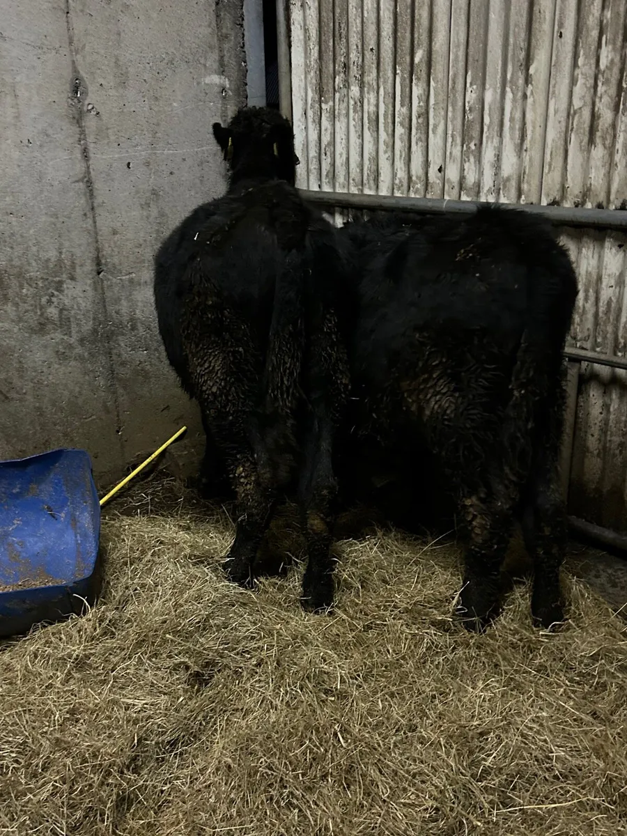 2 Suckler Angus bulls - Image 3