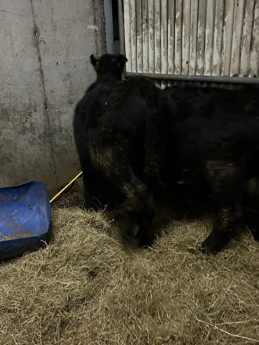 2 Suckler Angus bulls - Image 4