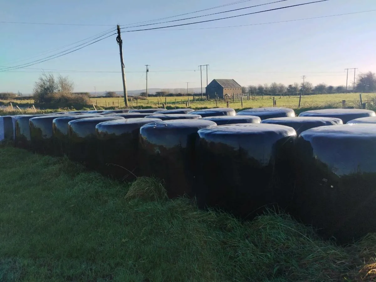 Round bales of silage - Image 1