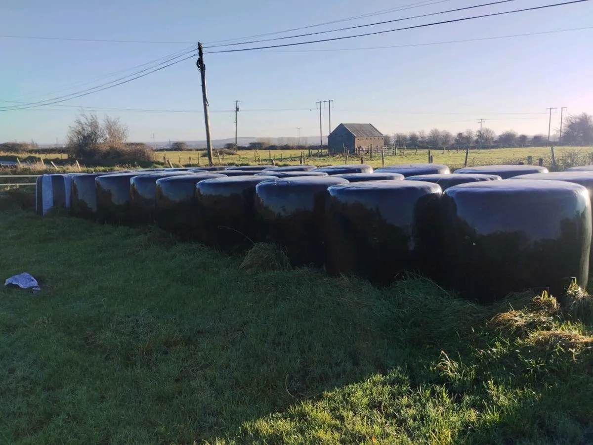 Round bales of silage - Image 2