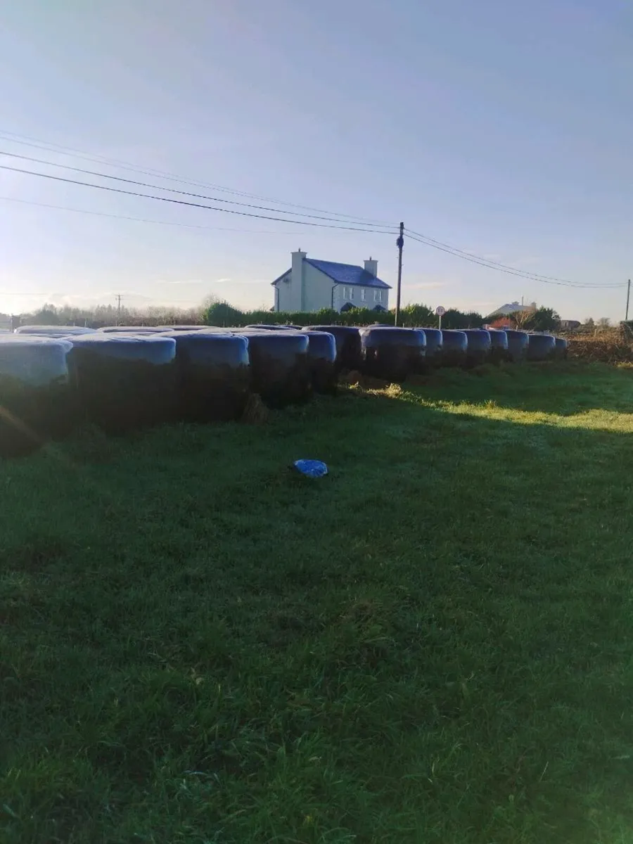 Round bales of silage - Image 3