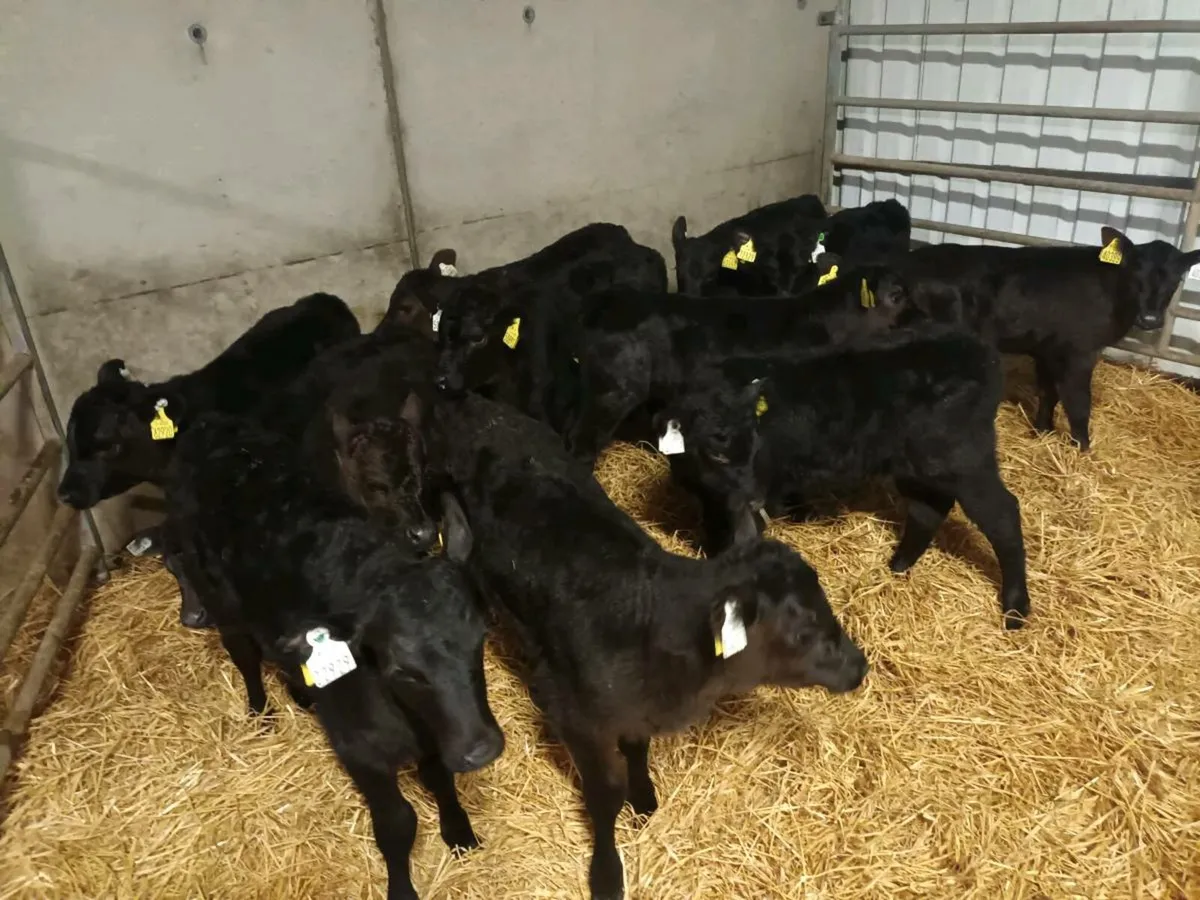 12 ABERDEEN ANGUS HEIFER CALVES - Image 1