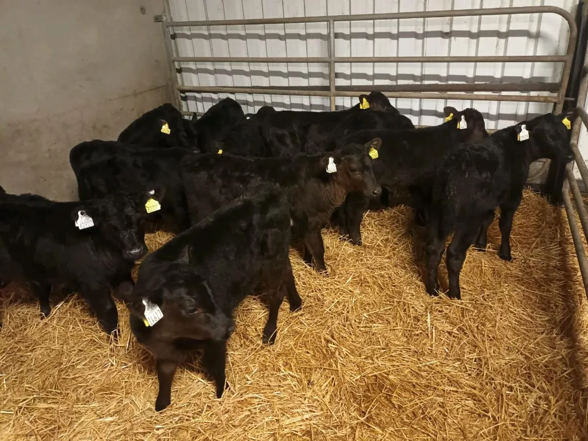 12 ABERDEEN ANGUS HEIFER CALVES - Image 2