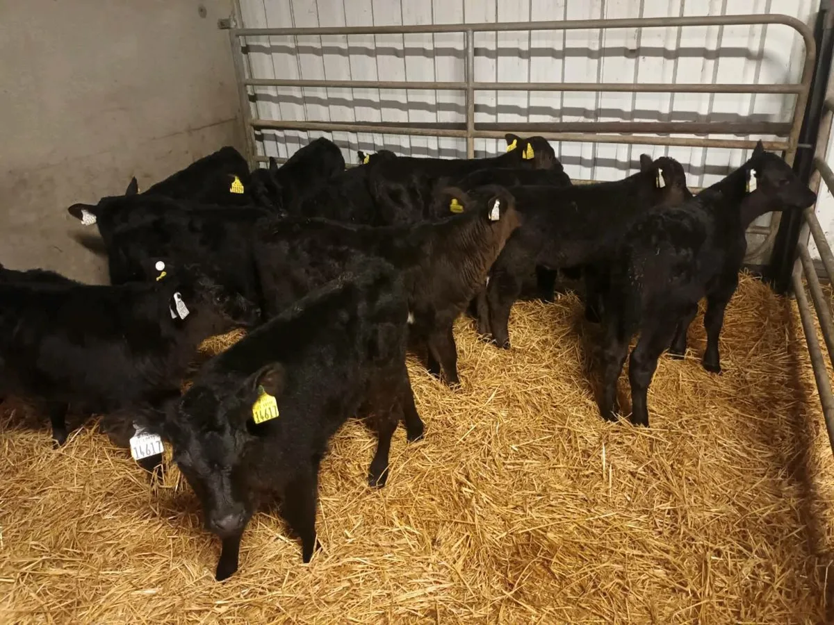 12 ABERDEEN ANGUS HEIFER CALVES - Image 3