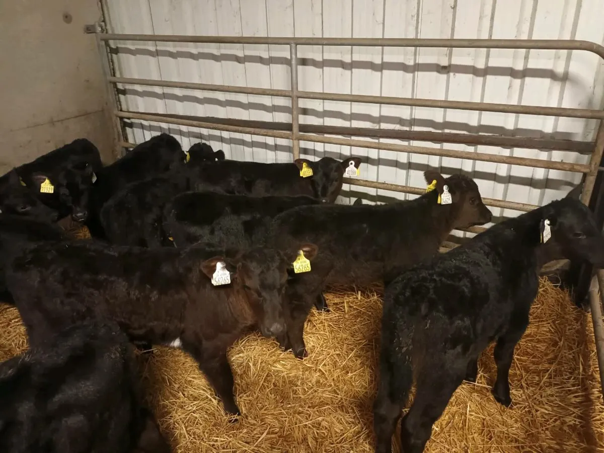 12 ABERDEEN ANGUS HEIFER CALVES - Image 4
