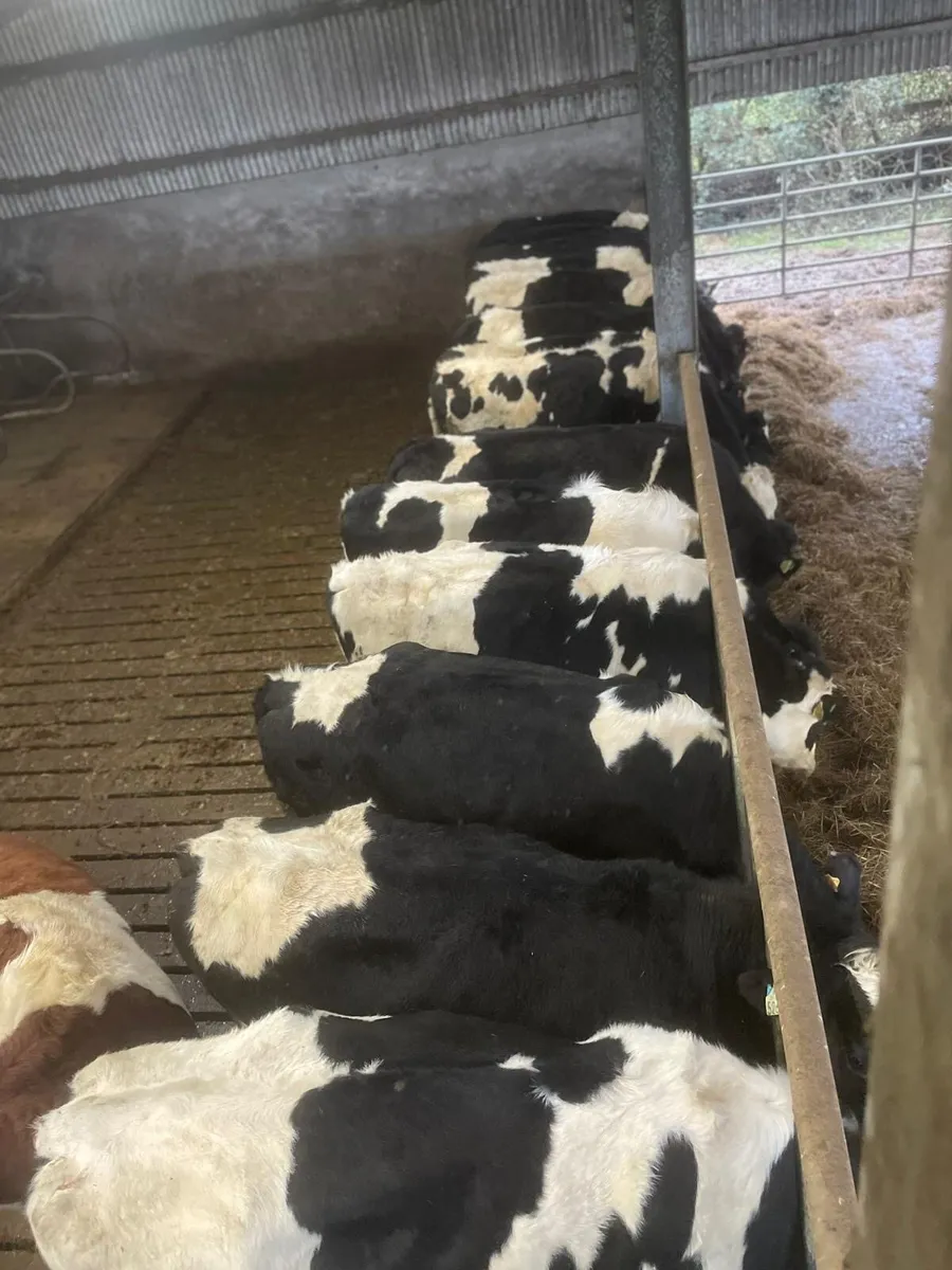 In calf heifer for sale - Image 1