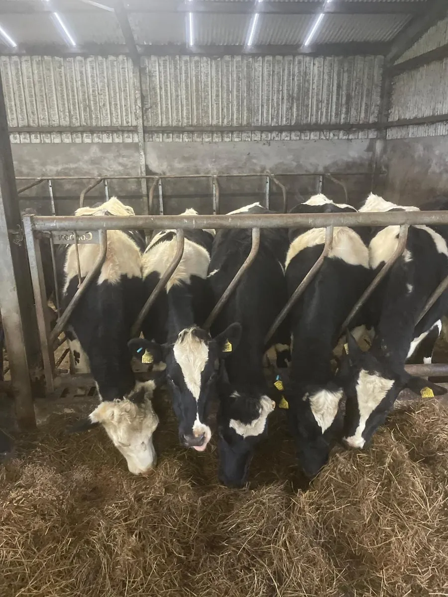 In calf heifer for sale - Image 2