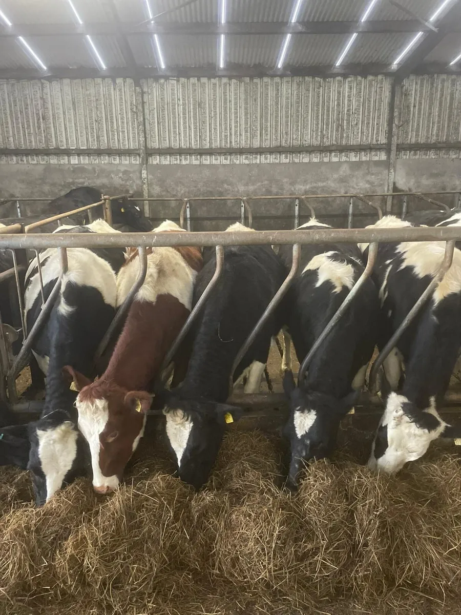 In calf heifer for sale - Image 3