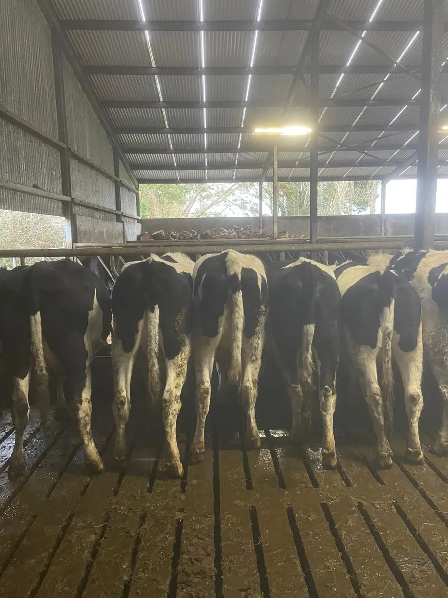 In calf heifer for sale - Image 4