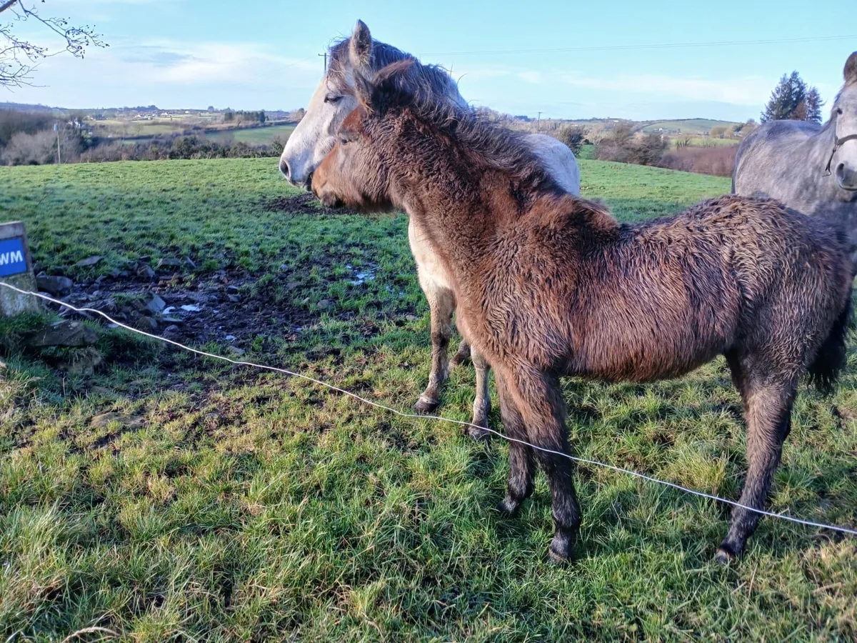 Connemara colt - Image 2