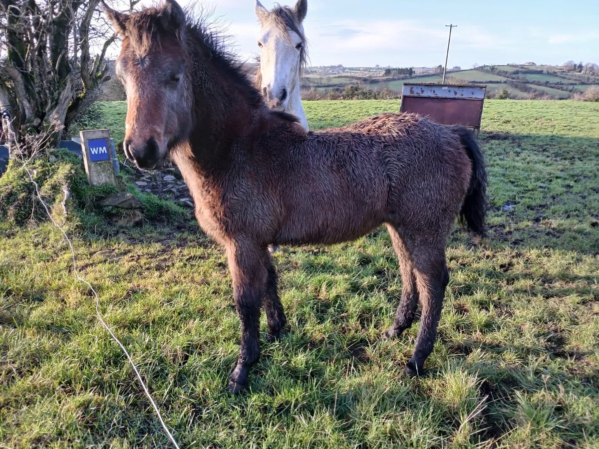 Connemara colt - Image 1