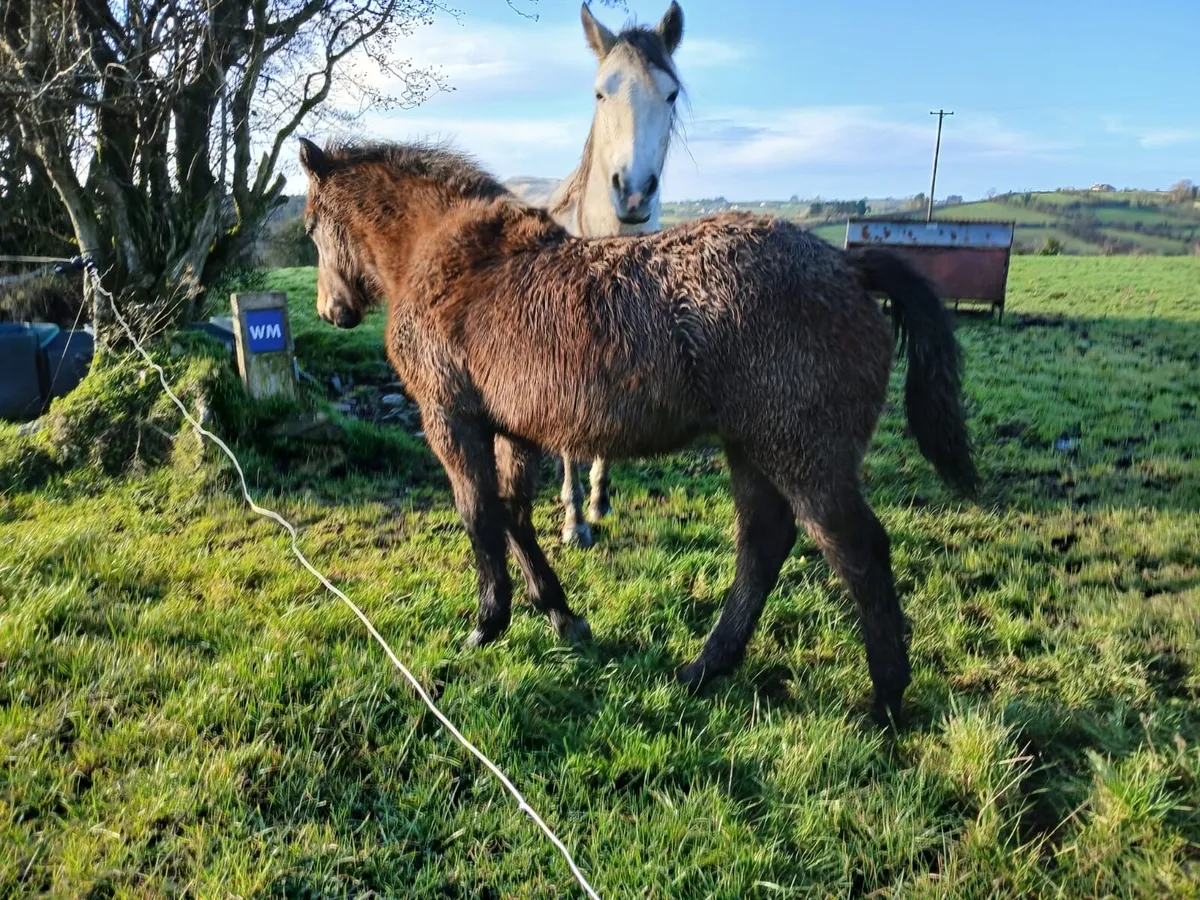 Connemara colt - Image 3