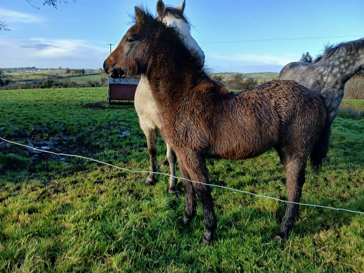 Connemara colt - Image 4