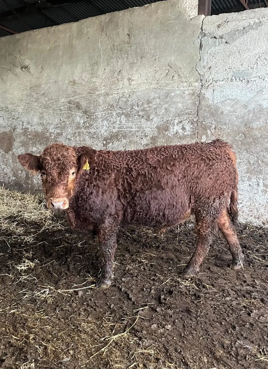 Organic cattle - Image 1