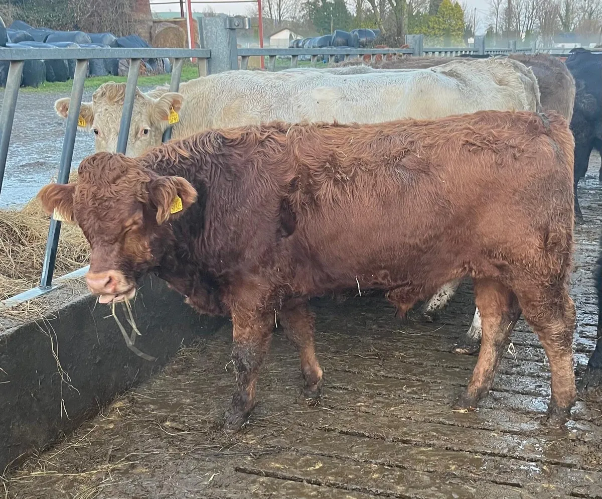 Organic cattle - Image 2