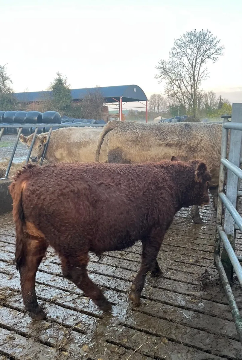 Organic cattle - Image 3