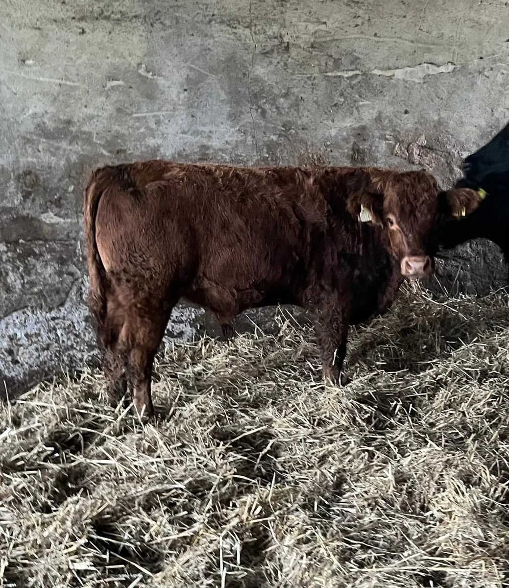 Organic cattle - Image 4