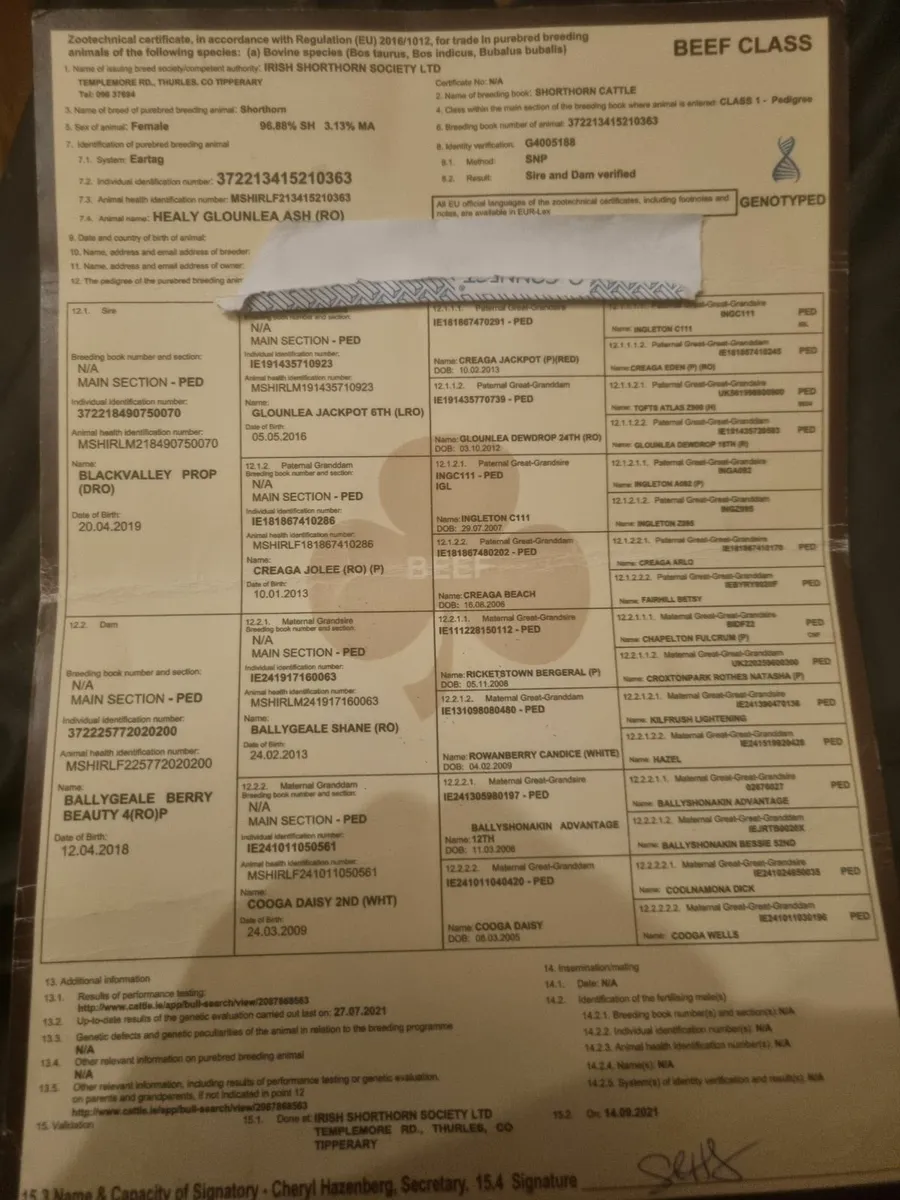 PBR Organic 5 Star Shorthorn cow - Image 3