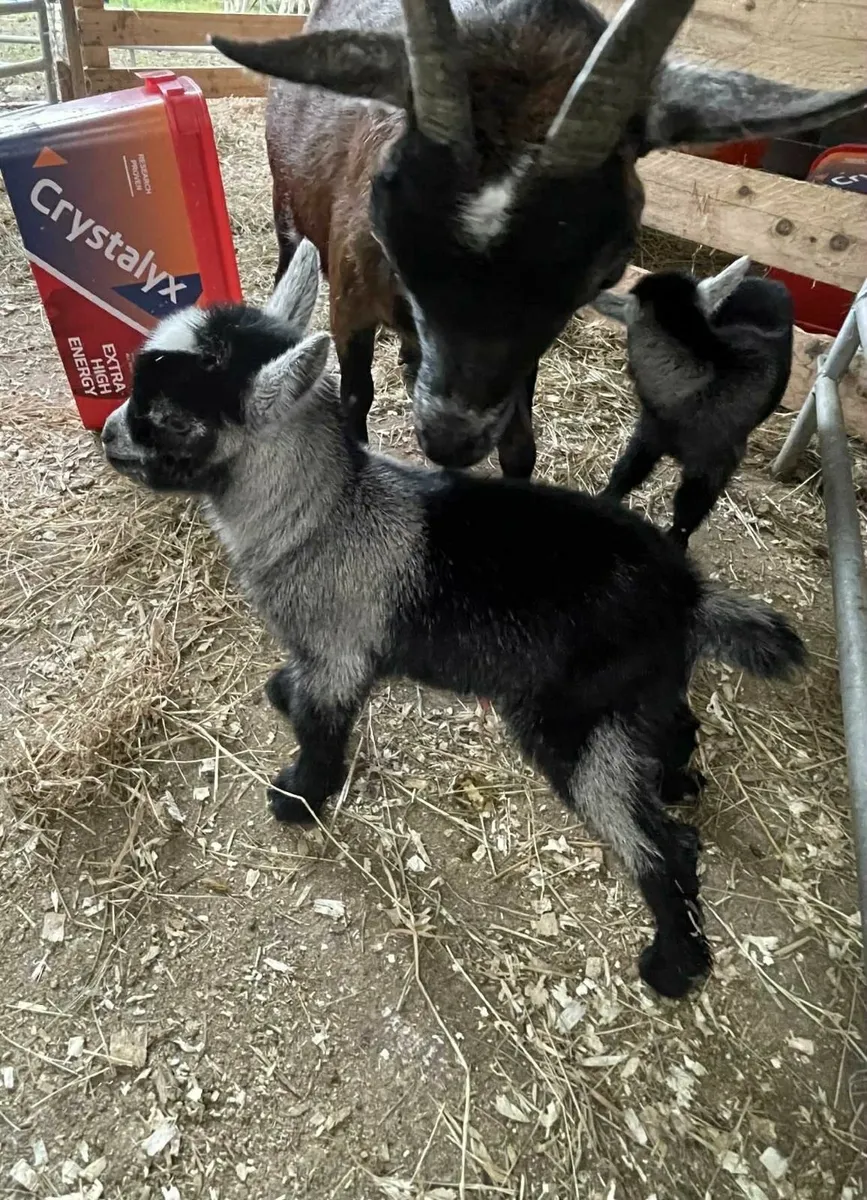 Pygmy Goat Kids for Sale – Ideal Christmas Gift - Image 2