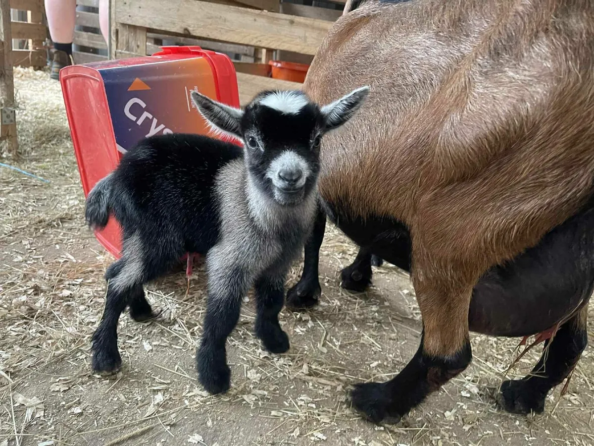 Pygmy Goat Kids for Sale – Ideal Christmas Gift - Image 3
