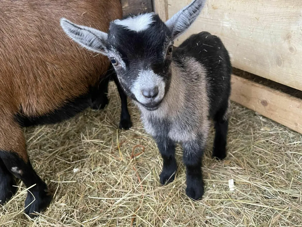 Pygmy Goat Kids for Sale – Ideal Christmas Gift - Image 1