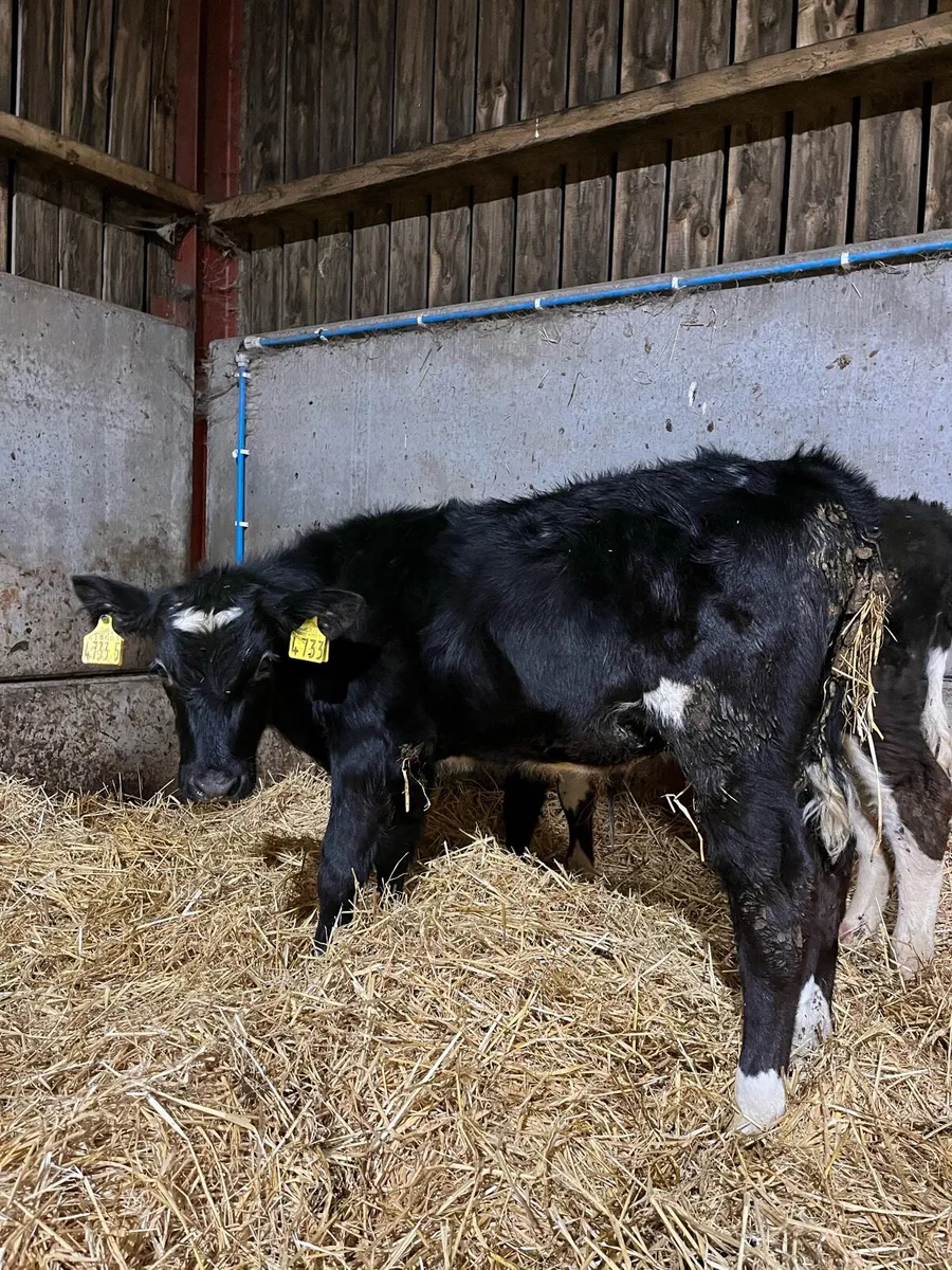 2 Reared Bulls - Image 1