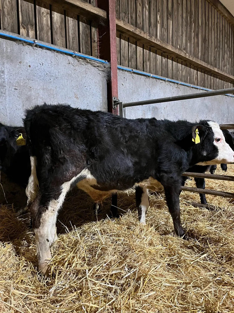 2 Reared Bulls - Image 2