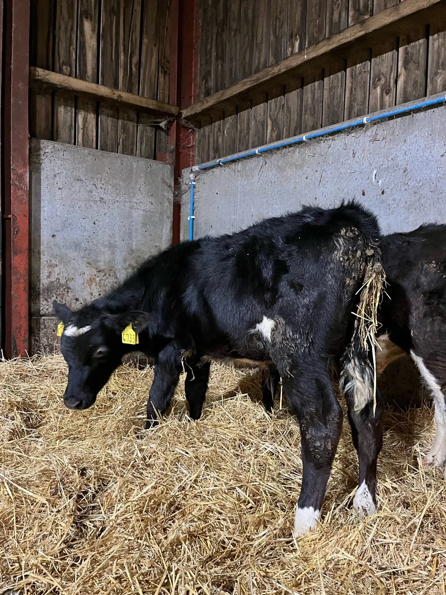 2 Reared Bulls - Image 3