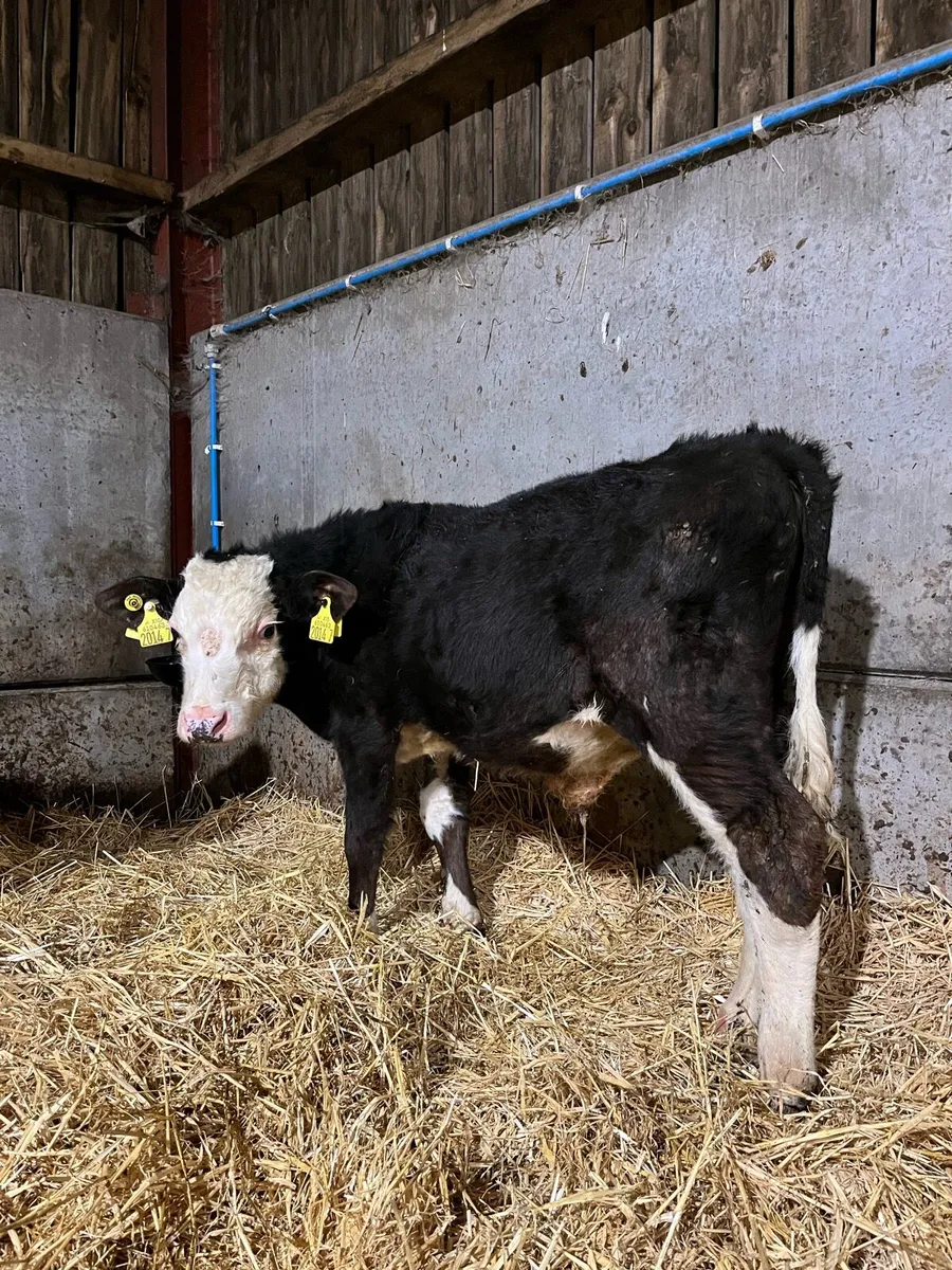 2 Reared Bulls - Image 4