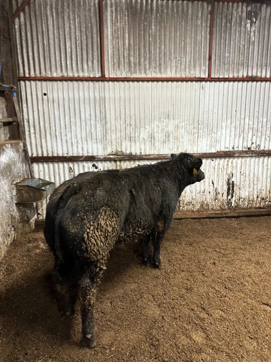 E grade blue bull - Image 4