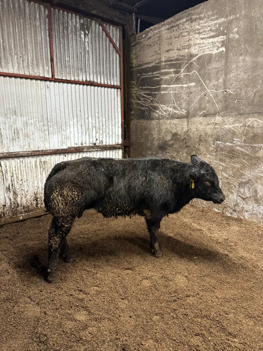 E grade blue bull - Image 1