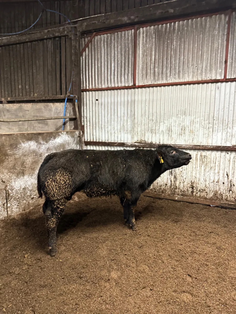 E grade blue bull - Image 3