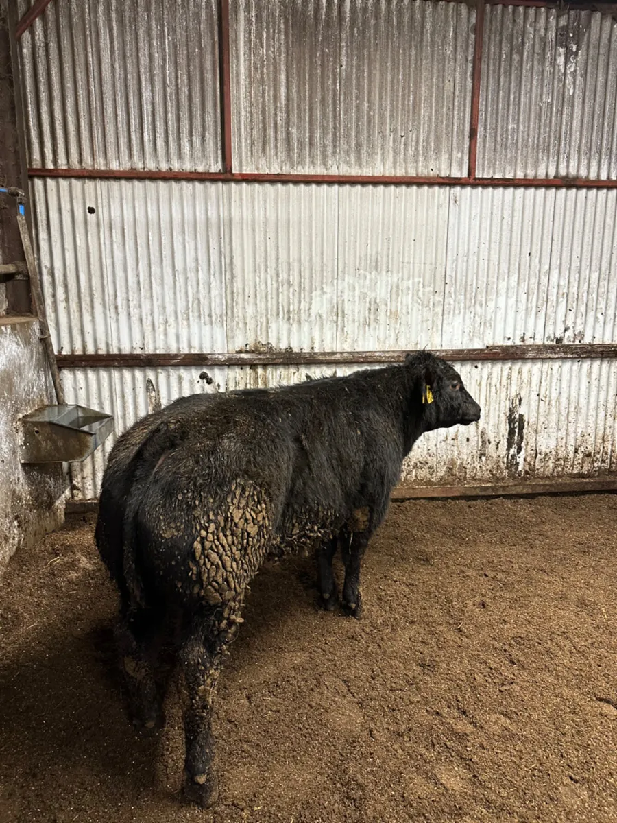 E grade blue bull - Image 2