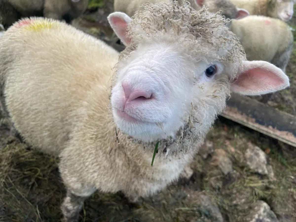 Quality Dorset ram lambs available - Image 2