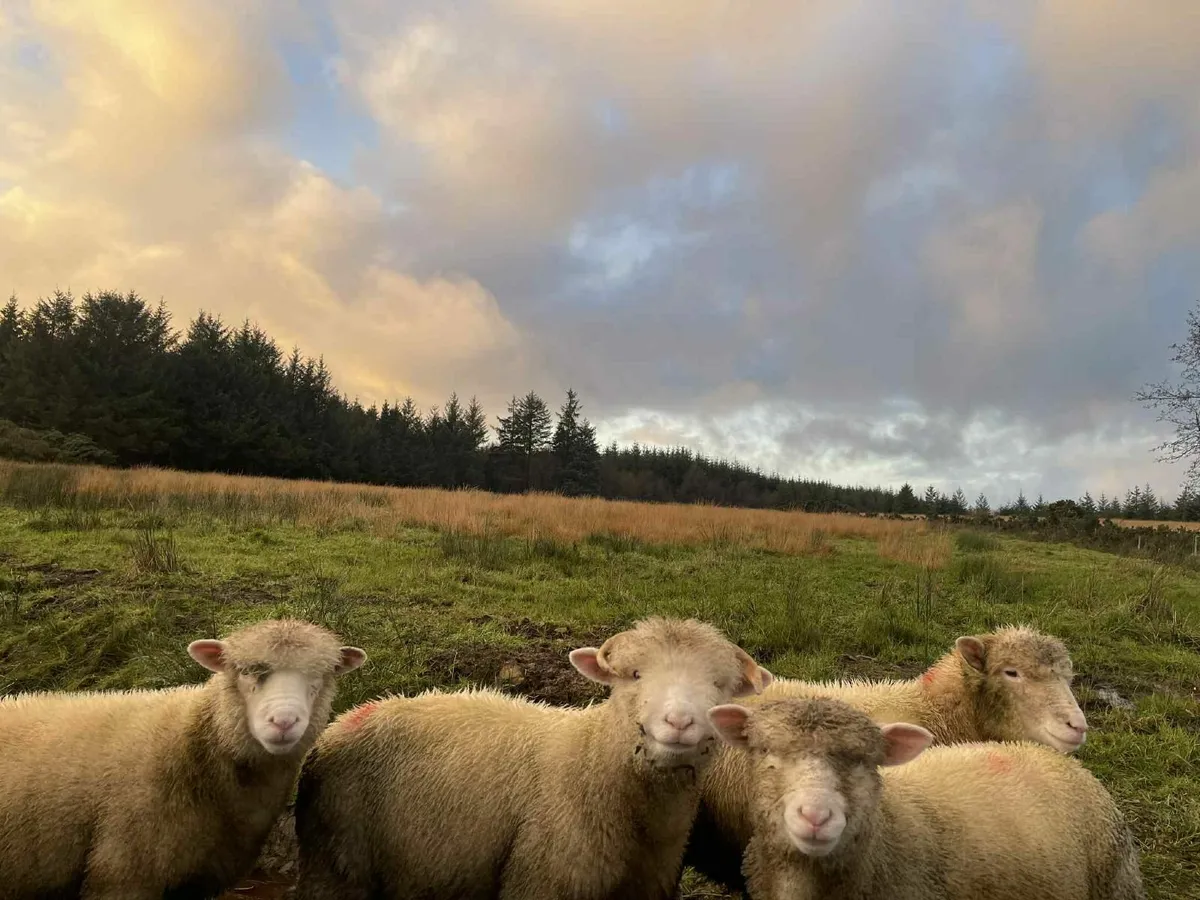 Quality Dorset ram lambs available - Image 3