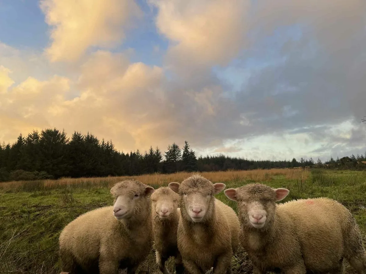 Quality Dorset ram lambs available - Image 1