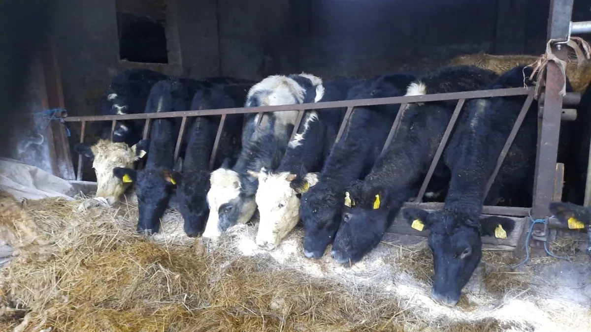 🌲🎅NEWSFLASH !!! CLONES MART🎅🌲 - Image 2