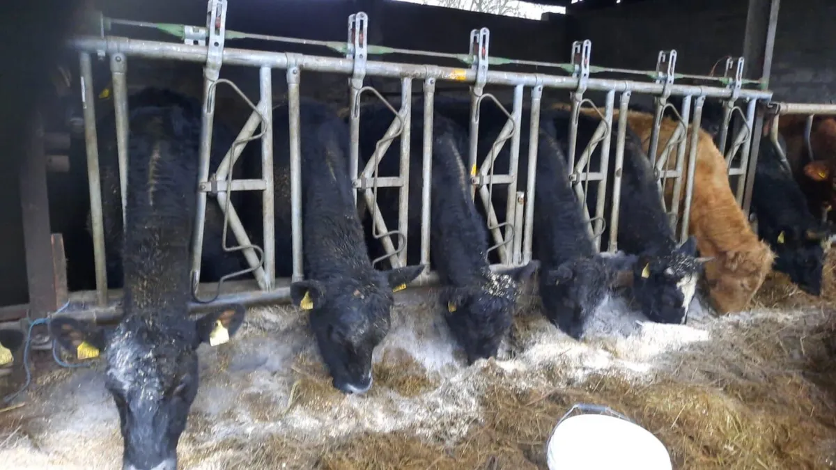 🌲🎅NEWSFLASH !!! CLONES MART🎅🌲 - Image 3